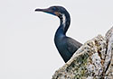 Phalacrocorax penicillatus